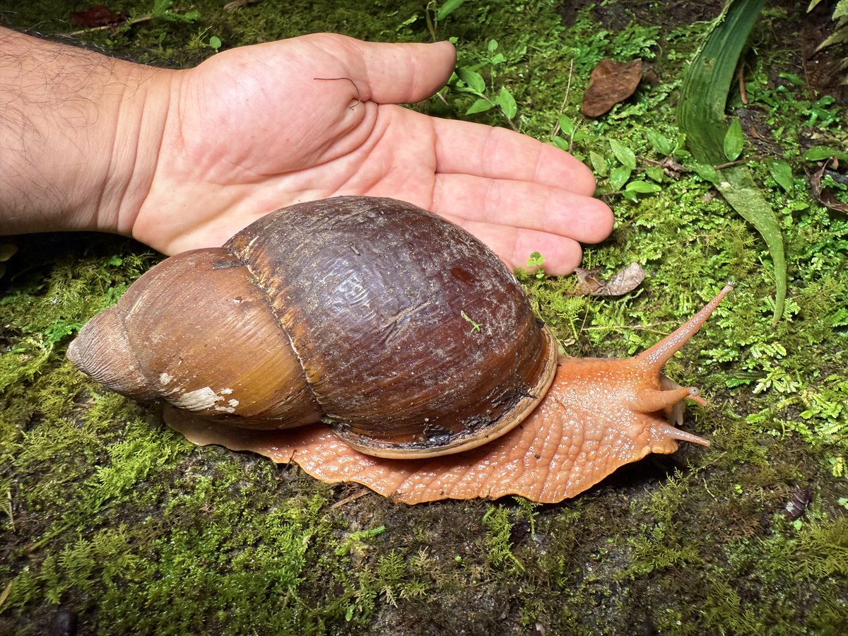nvolpewild's tweet photo. Met the AMAZON GIANT SNAIL again!🤯 https://t.co/IHsPr0xC0f