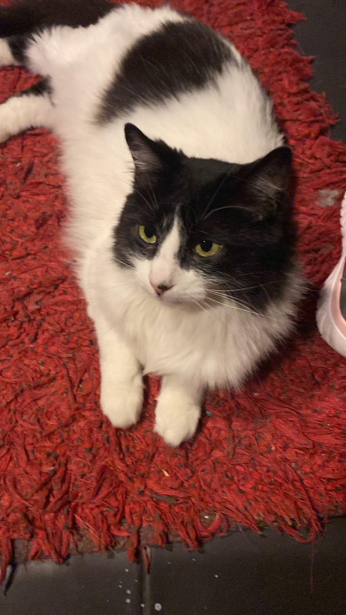 NikolRivera_'s tweet photo. @PlataformaALTO Hola 👋 me podrían ayudar por favor con la gatita de mi abuela? Esta muy preocupa. En Bogotá barrio bonanza https://t.co/V5xNkcgHTq