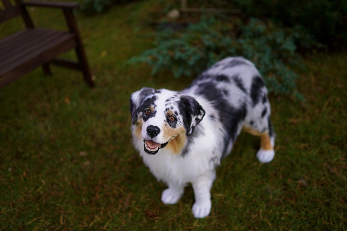 animalreplica's tweet photo. A realistic, life-size replica of an Australian Shepherd🐕‍🦺

We received an order for such a beautiful and luxurious dog from the USA🇺🇲

The customers loved their dog Nalu so much they decided to order an exact replica, which our studio did an excellent job of creating🧡
#fauxfur https://t.co/nBNKikLh58