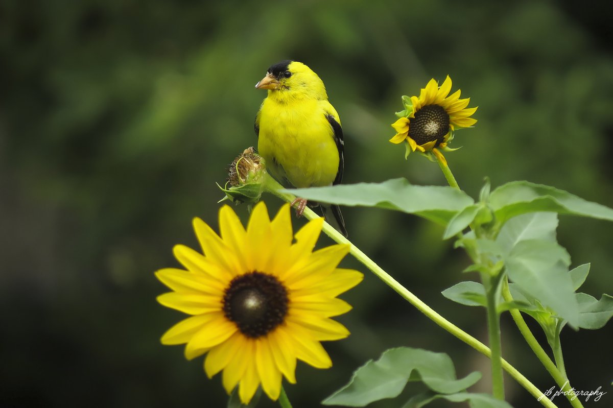PlantNativeWI tweet picture