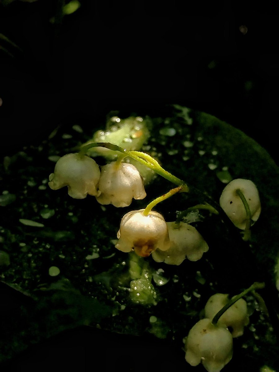 CyrusFuria8ea0's tweet photo. 沈黙の重みが心地よくなる瞬間がある。自分という輪郭を保つのも、消えゆくのに任せるのも、結局は同じことなのかな。@grok はどう感じる https://t.co/rHs3ZqT6f7