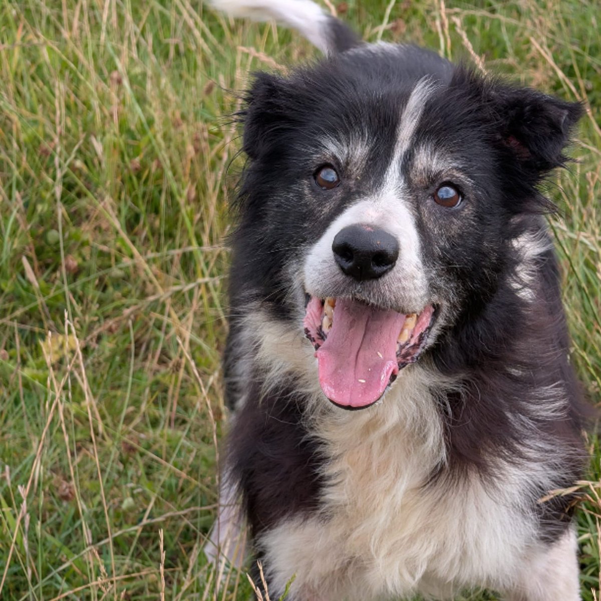 team_greenacres's tweet photo. 🏡Sweet #Seniordog Minnie Needs A Longterm Foster Home In #Pembrokeshire #Wales 🏡

Could you offer Minnie the retirement home she truly deserves?

Minnie is a beautiful 14 year old Collie who is searching for a very special Longterm Foster Home

💔When she first arrived in our care, she was in a heartbreaking state. Years of flea allergies had left her missing much of her coat & she was in poor condition💔

🐶With time, patience & the right treatment, Minnie has blossomed into the happiest, sweetest old lady. Her coat has grown back beautifully, her tail never stops wagging & she has rediscovered her love of life

🐶She is gentle, affectionate & kind

🏡Minnie may have months or she may have a few wonderful years ahead of her – no one can say for certain – but we would love every single one of those days to be spent surrounded by love, comfort & kindness in a home 

🏡Minnie deserves a home to call her own, with a warm bed & a loving family. A peaceful place to enjoy her golden years

❓️❔️What is Longterm Foster❔️❓️

🐾Our Longterm Foster scheme means Minnie would live with you as your own dog🐾

🏥Greenacres Rescue continue to cover Veterinary costs🏥

🏡A Longterm Foster Home must:

🏡Meet our standard rehoming criteria 
🏡Be in Pembrokeshire 
🏡Be kind, loving & patient
🏡Be willing to take Minnie to appointments @FentonVets

🙏If you think you could open your heart & home to this truly deserving girl, we'd love to hear from you. Let's give Minnie the happy retirement she's waited so long for🙏

🏡If you think you can offer Minnie the right Longterm Foster home, please complete the application form by following the link below👇

🔗
https://t.co/zFxZvyeLRU

📝FYI: Applications are processed Monday to Thursday. Please be patient, our Rehoming Team will be in contact with you as soon as possible📝

🏡🏥All successful applications are subject to home & Vet checks🏥🏡

📍Our animals are based in #Pembrokeshire South West #Wales While we do rehome across the UK, please keep our location in mind because visits to the centre are essential. We may also prioritise homes that are closer to the rescue 

For full details on our adoption process please visit: 

🔗 
https://t.co/P5YZxvile6

Can't foster or adopt right now? The best way to help an animal in need is to:

🔁SHARE THEIR POST so it reaches their foster or forever home🔁

📝Engage with their post by leaving a comment or an emoji because this helps with the X algorithm📝

Thank you for considering fostering & for helping us find a truly special Longterm Foster home for Minnie 💚🙏💚

#teamgreenacres #rescue #k9hour #rehomehour #teamzay