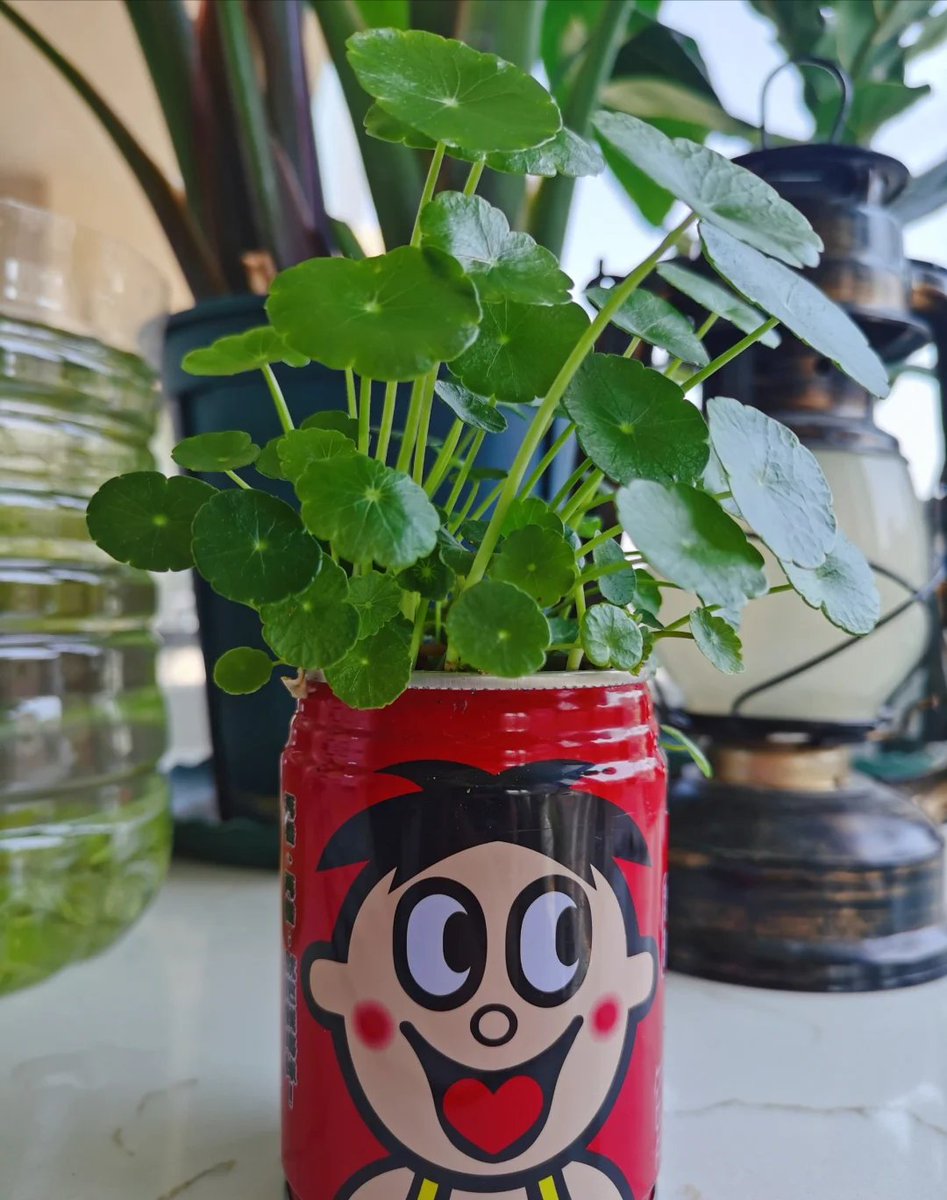 jordan16qw8's tweet photo. Turn an old tin can into a cute desk planter! It only took 10 mins, super easy and zero waste ， https://t.co/lXq7SSCw7N