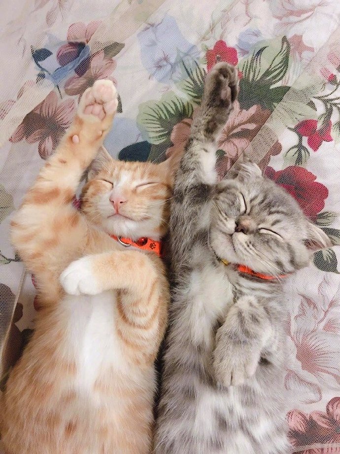 kamputabn's tweet photo. Every wag, purr, and tiny step is a milestone. Watch your fur baby grow from that tiny pup/kitten to your lifelong companion—precious moments, one day at a time. https://t.co/ZCKC0mwBI2
