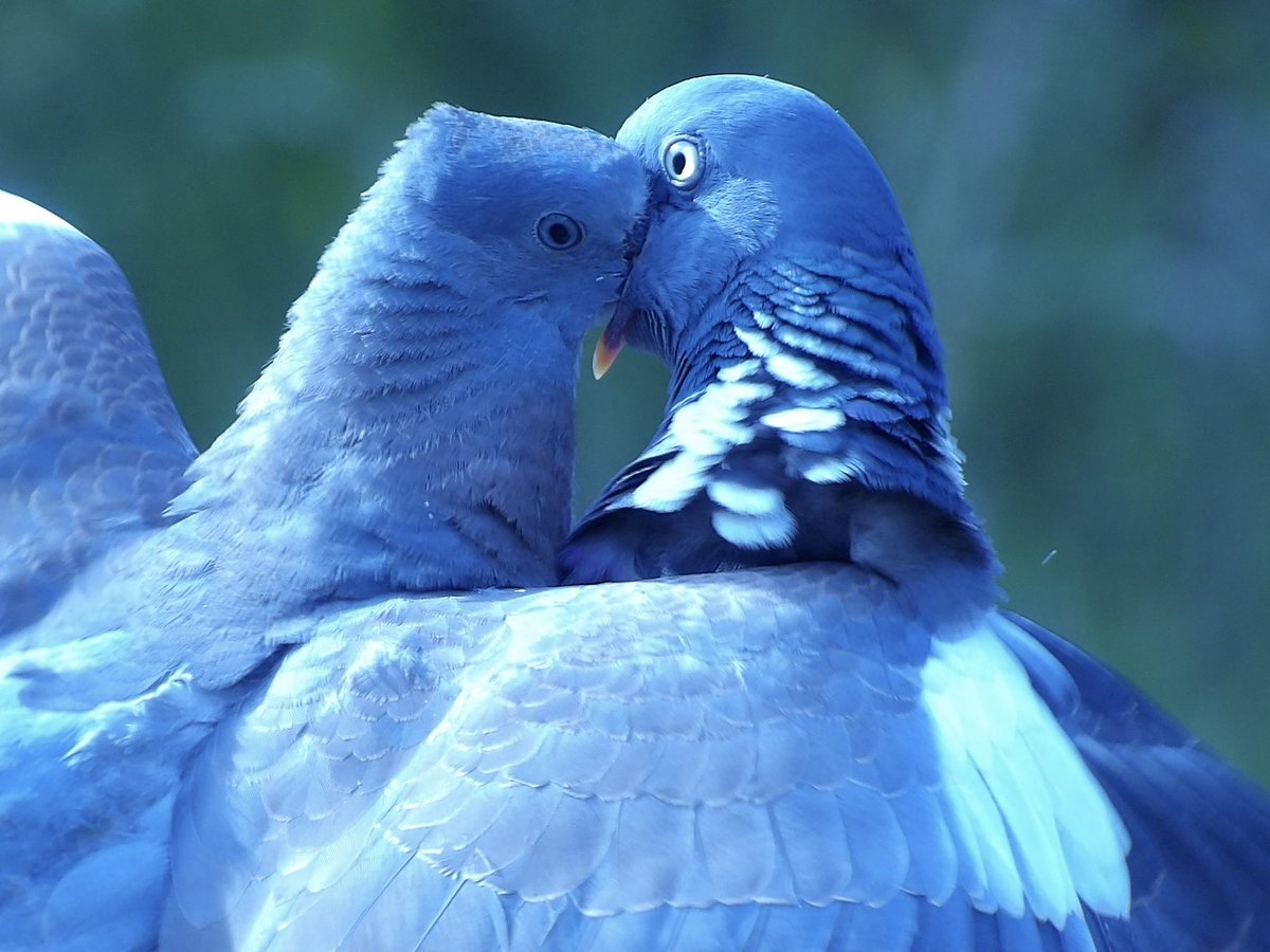 Booker______'s tweet photo. Love is in the air in the garden . . .

#nature #birds #photograph #photography https://t.co/9VvFo8UlKl