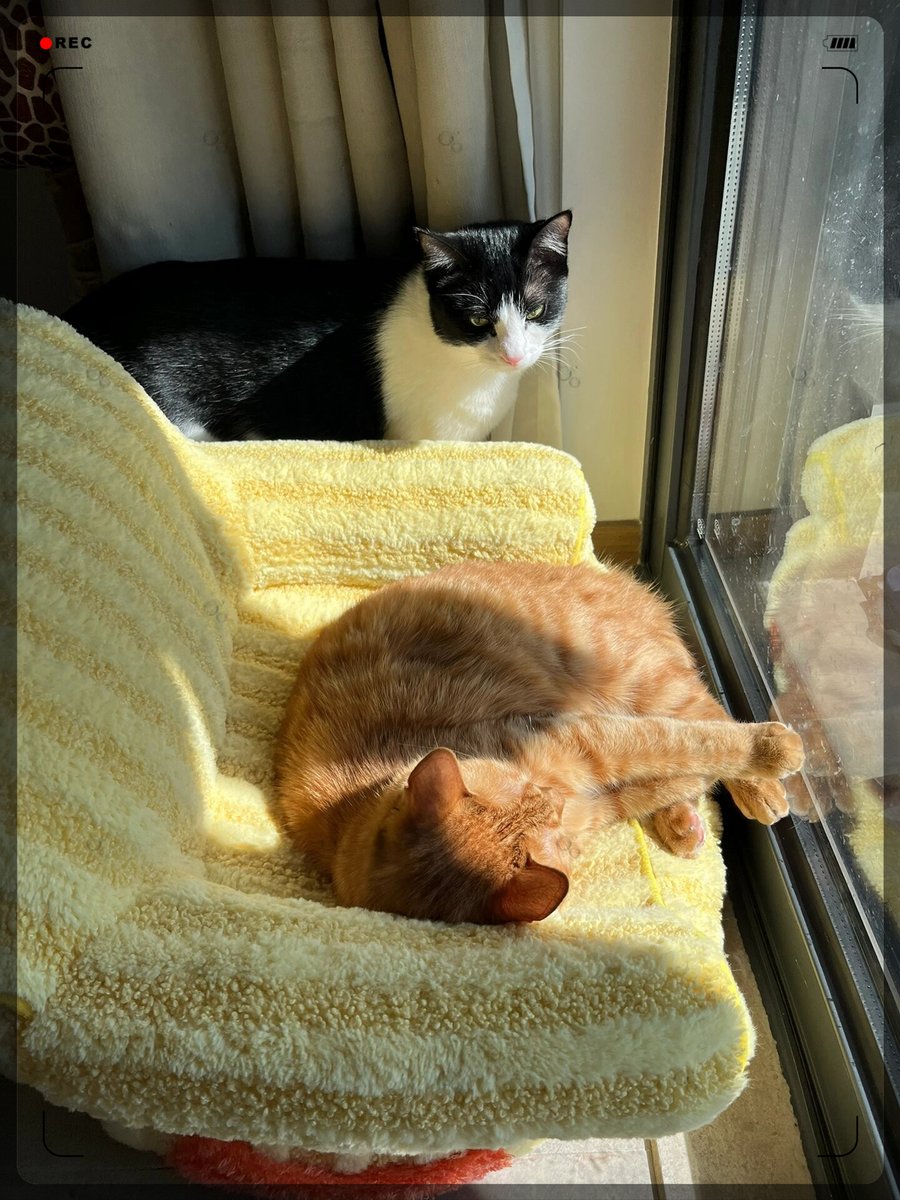 nicole75fi8's tweet photo. Nothing beats the soft purrs and warm cuddles of my fur baby at the end of a long busy day , life’s tiny best gift right here.， https://t.co/hezDrsWFTS