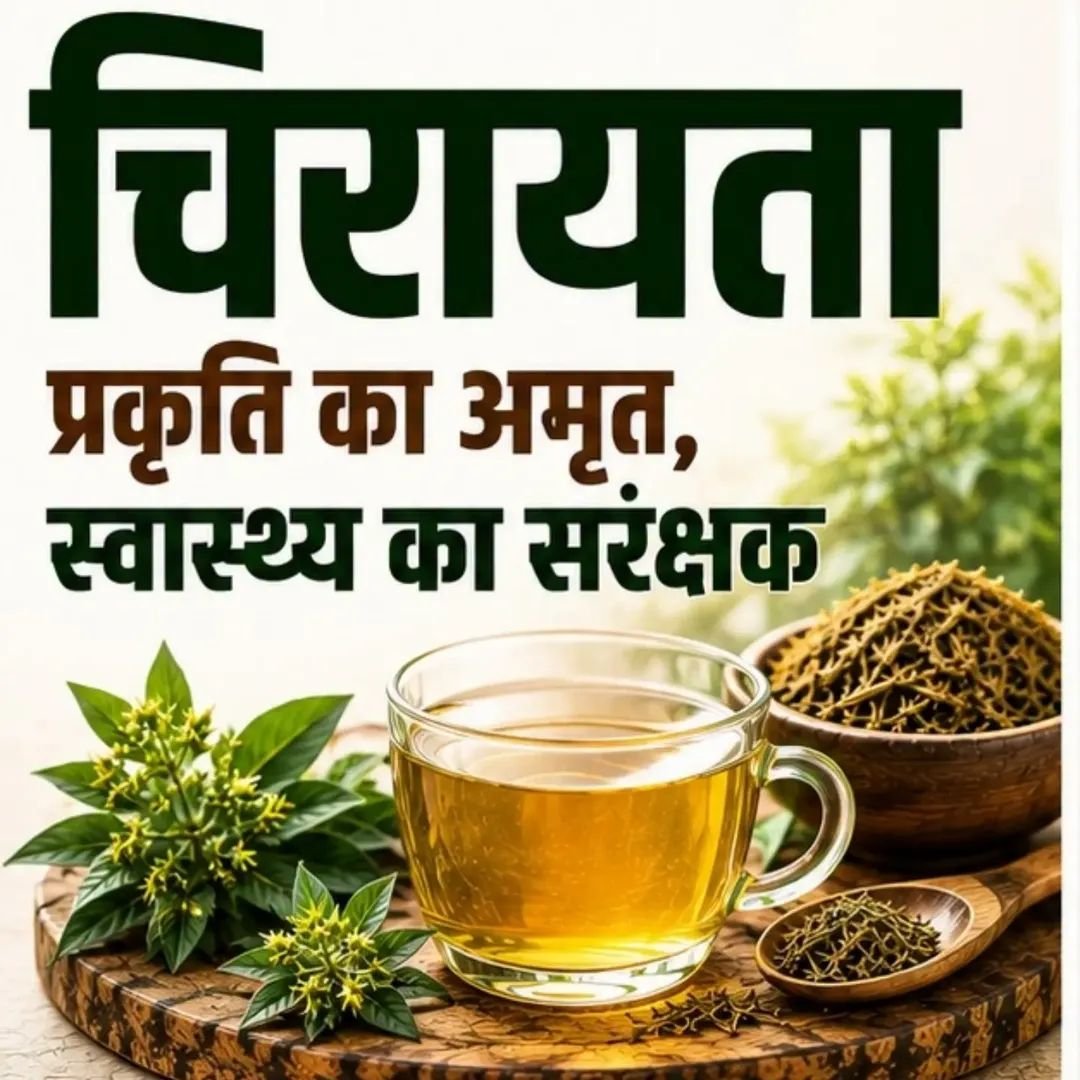 NirmalaT93361's tweet photo. @AzaadBharatOrg चिरायता भारतीय पारंपरिक चिकित्सा में लंबे समय से महत्वपूर्ण औषधीय पौधा माना जाता है। इसके जैव-सक्रिय यौगिकों पर आधुनिक शोध भी रुचिकर संभावनाएँ दिखाता है। 🌿
#Chirayata 
#SwertiaChirayita 
#Ayurveda 
#HerbalMedicine 
#DiabetesControl https://t.co/L7Sna0WsRV