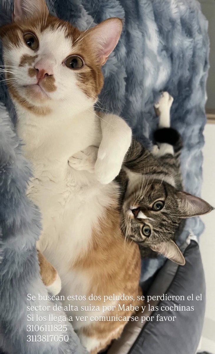 jinkookalien's tweet photo. Por favor ayuden a difundir estas mascotas perdidas y se necesita con urgencia ayuda en el conjunto Capri en CALI 🚨‼️🚨‼️🚨‼️ https://t.co/DBAjqWjCtI