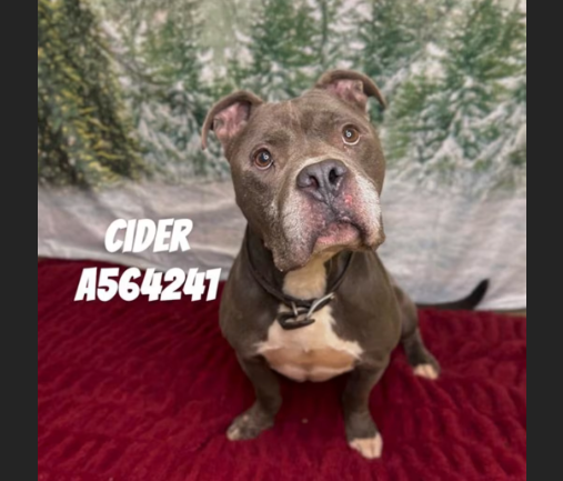 HollywoodDogs's tweet photo. Cider, a 1 1/2-year-old Pit Bull mix at a critically overcrowded shelter in #Huntsville, #AL, needs a forever home, a foster home, or rescue https://t.co/4JUMhOr9qO #URGENT #PitBull #AdoptableDogofDay 🐶 https://t.co/hHqlijNryc