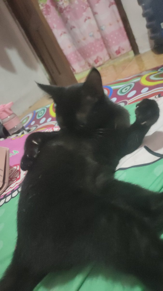 chellychee_'s tweet photo. nah ini yang hitam glossy, dia yang lagi hamil sekarang guys .... ak udah kebingungan bgt buat ngasih makan mereka, apalagi ketambahan si hitam ini kalau lahiran😭🙏🏻💔 https://t.co/NV0QG7J1sD