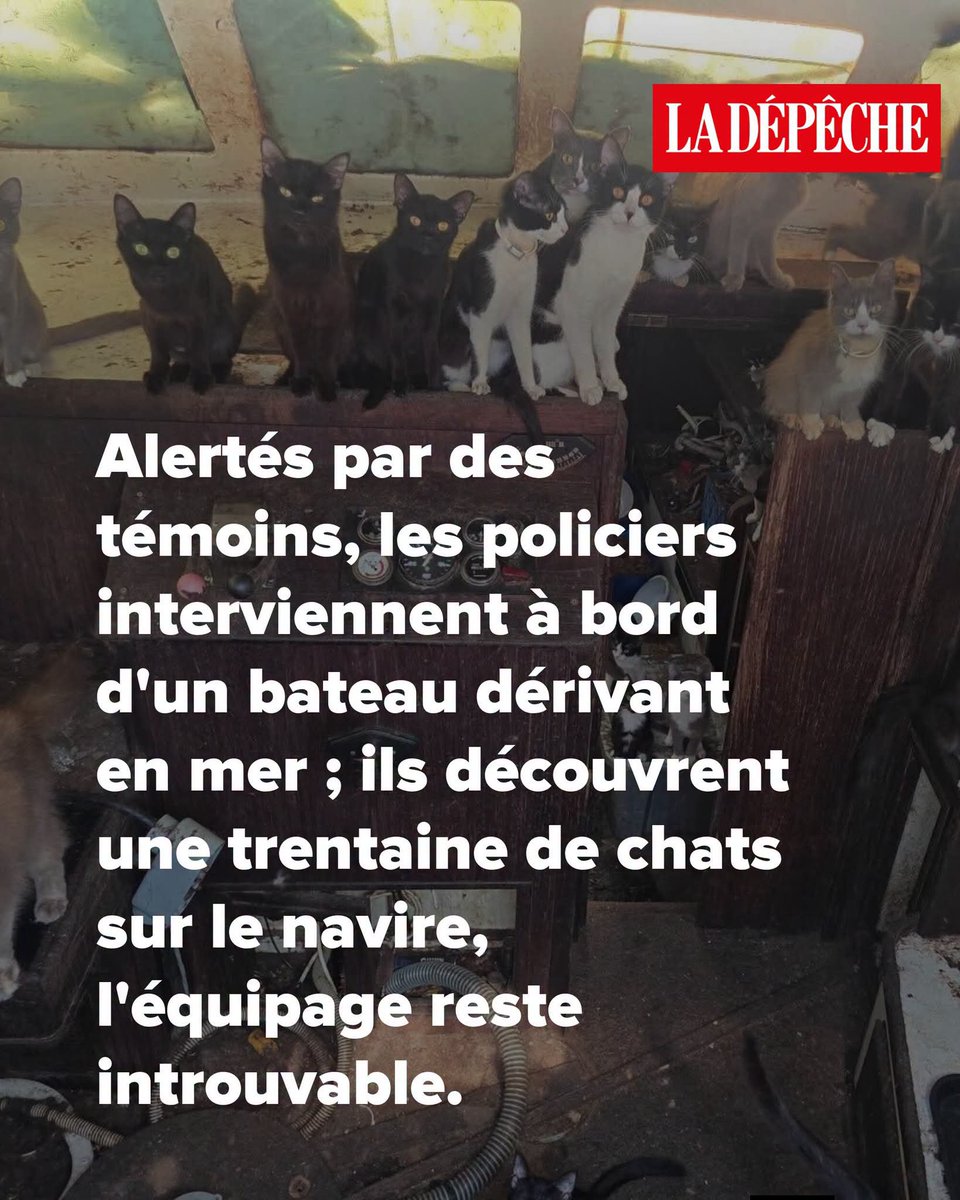 AdeaClaude's tweet photo. Alertés par des témoins, les policiers interviennent à bord d'un bateau dérivant en mer ; ils découvrent une trentaine de chats sur le navire, l'équipage reste introuvable.
➡️ https://t.co/rOx8EBUA3H https://t.co/HFQButmONp