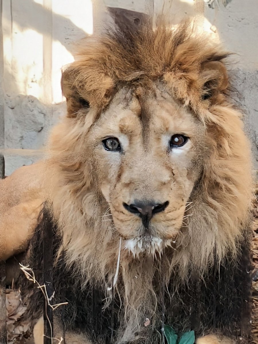 pandaba708's tweet photo. 8/10  世界ライオン🦁の日

🌈ラージャーを偲んで

※多摩のライオンさん達　回復しますように🙏

　つくづくラージャーってイケメンだな😂

#野毛山動物園
#インドライオン
#ラージャー https://t.co/ZAB5LuuX32