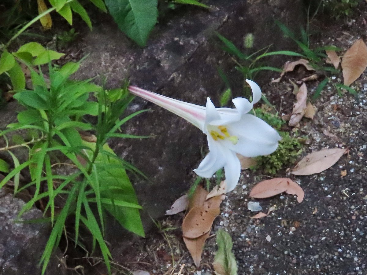 Walking801's tweet photo. 写真日記（8月10日）#川西市 #川西写真散歩
　真っ白なシンテッポウユリ（上段）と花びらにピンクのスジの入ったたタカサゴユリ（下段）。テッポウユリは少し前に終わったのにまた咲いたのかと思ったのですが、今咲いているのはどうやらシンテッポウユリのようです。 https://t.co/6J89Shg0ZY