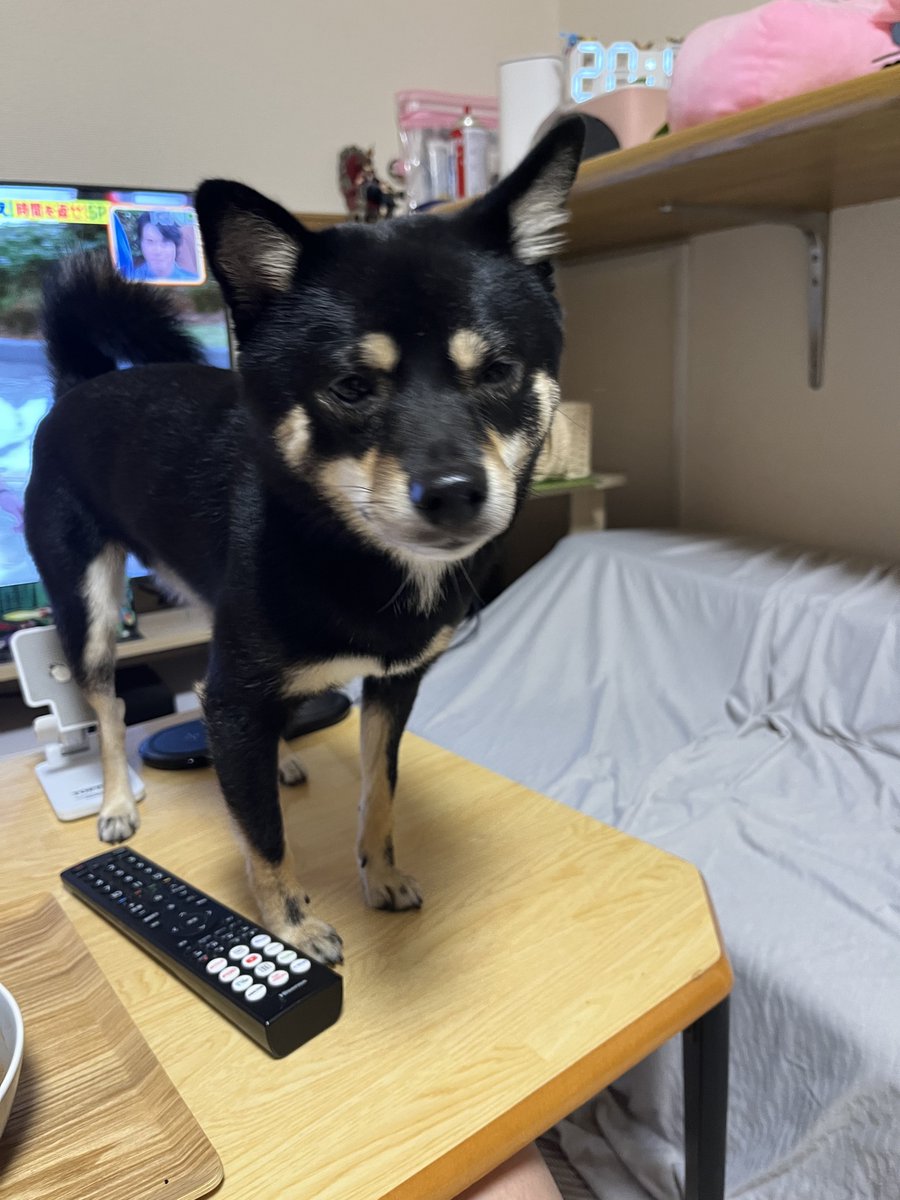 ohimeyan's tweet photo. 飼い主のご飯狙いすぎて、机から降りれなくなった犬 https://t.co/7lAV2dlBLm