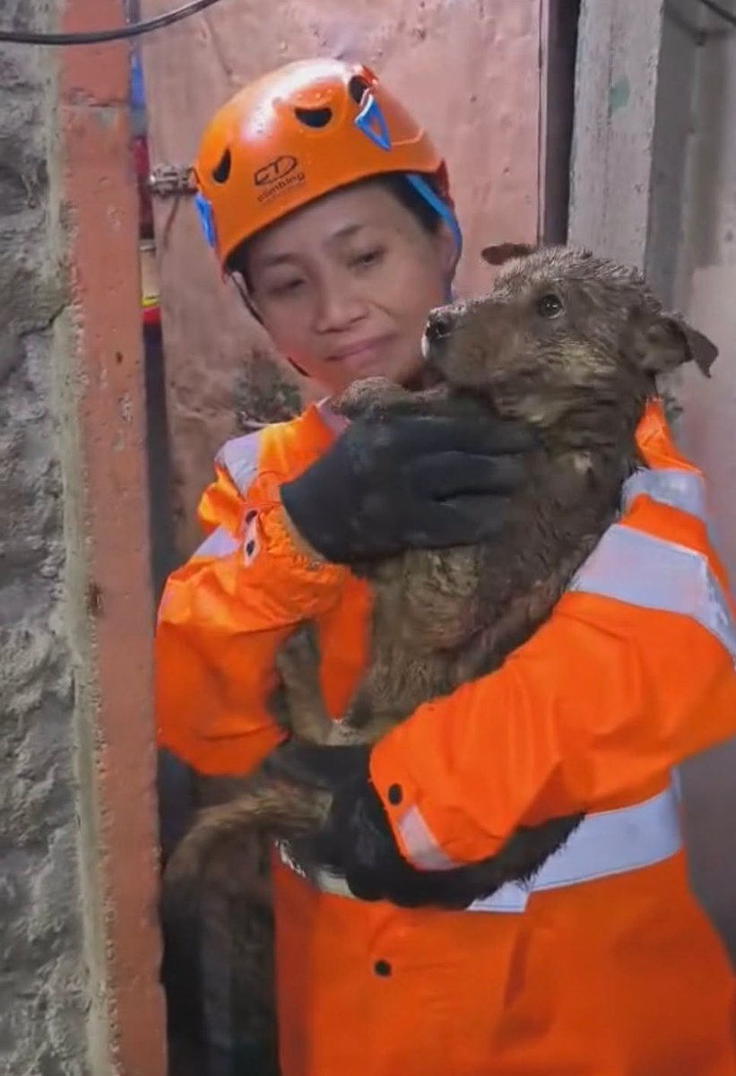 inquirerdotnet's tweet photo. DOG RESCUED FROM BAGUIO LANDSLIDE 

LOOK: The Baguio City Public Information Office shared on Monday, Aug. 10 that amid the devastating Guisad Surong landslide, a dog was miraculously rescued from the debris after almost 24 hours, "bringing a small but meaningful moment of hope in the midst of heartbreak." | 📸: BCPIO @AdrianINQ