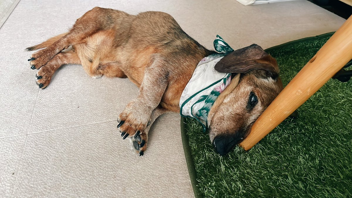 oeuiasay's tweet photo. 実家の老犬、急に電池切れたように倒れてそのまま寝る https://t.co/dhUvVVFIEL