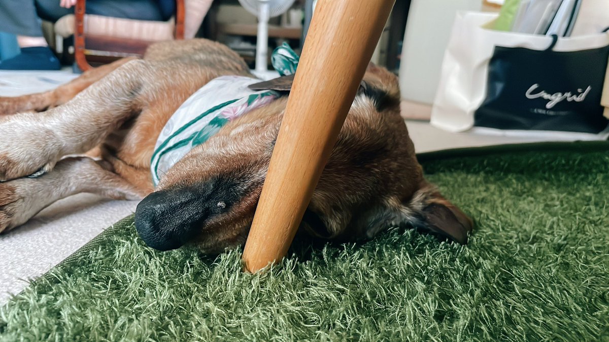 oeuiasay's tweet photo. 実家の老犬、急に電池切れたように倒れてそのまま寝る https://t.co/dhUvVVFIEL