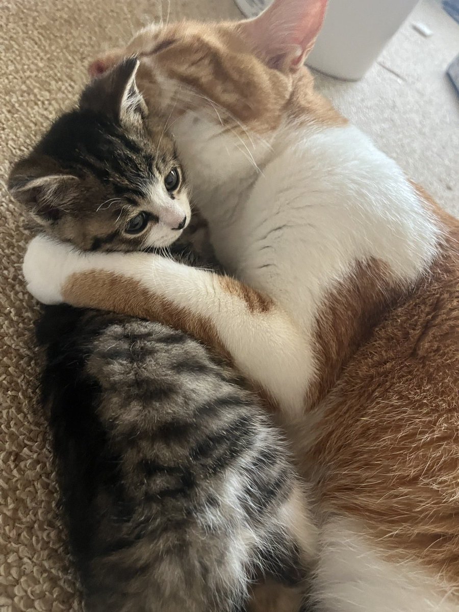 pIUTZLpK2sMuBA4's tweet photo. お客様からの依頼
家庭の事情により早急に手放さなければならなくなった猫ちゃん。
成猫２匹　子猫1匹。3匹とも男の子。
里親希望の連絡お待ちしてます。
どうかよろしくお願い致します。

#釧路　#厚岸　#ロシアンブルー　#子猫　
#里親希望 https://t.co/hALvl2lOb7