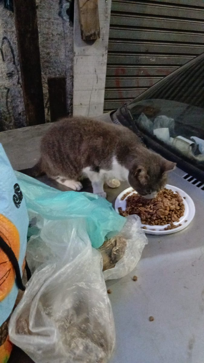 carpenteeilish's tweet photo. oi amigos, POR FAVOR quem tiver condição, peço AJUDA pra comprar a RAÇÃO dos Gatos e Cachorros q minha mãe Alimenta na Rua há 20 anos

no momento tô desempregada e só com o salário do meu pai fica difícil, Obrigada desde já

PIX: (11)95790-1484
PIX: francisco.dgivaldo@hotmail.com https://t.co/uJn9k30Shi