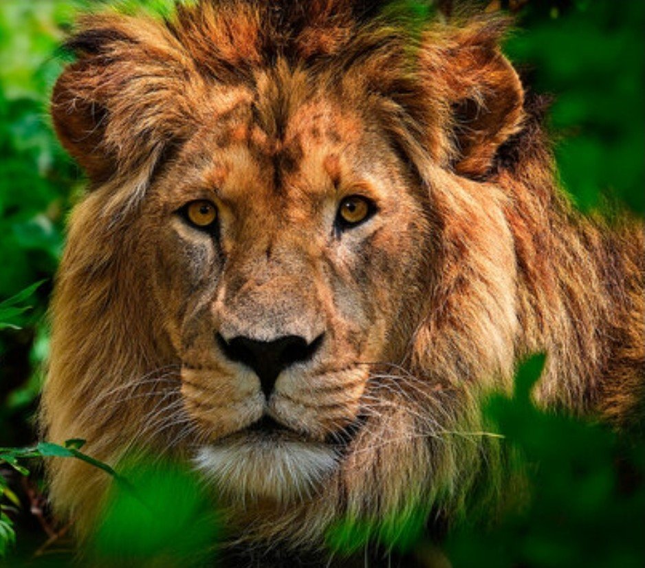 QrotuVoz's tweet photo. https://t.co/4ByODa9ly6
10 de Agosto. Día Mundial del León.
El "Rey de la Selva". https://t.co/7ZFq2dglw8