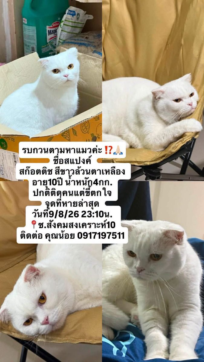 cat25z's tweet photo. #แมวหาย รบกวนช่วยแชร์ด้วยนะคะ จากเจ้าของแมวค่ะ https://t.co/Yn2bWa9fUj