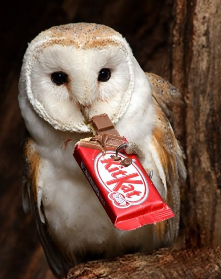 owltwting tweet picture