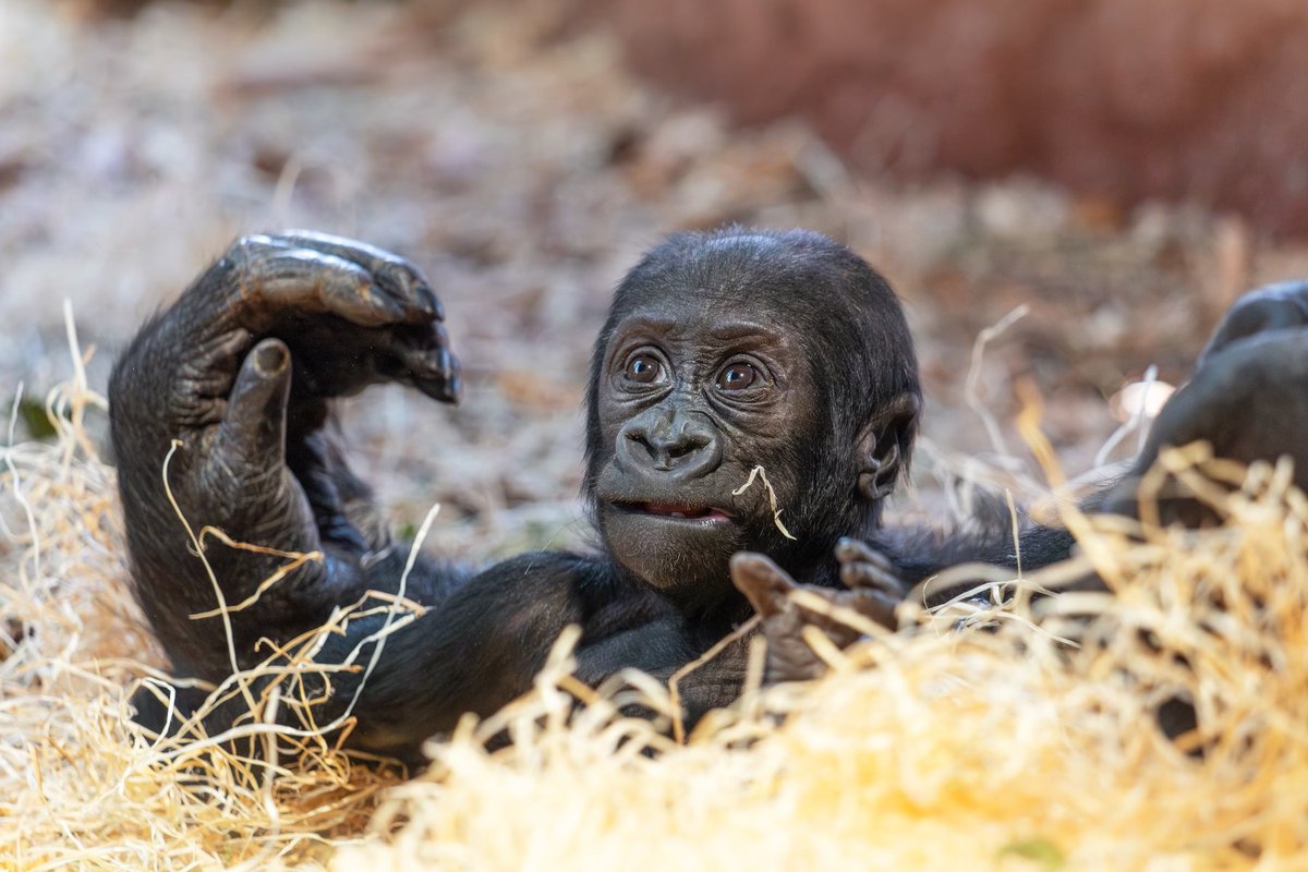 gorilla_tiny's tweet photo. i have big hand https://t.co/8i2ePOGqlz