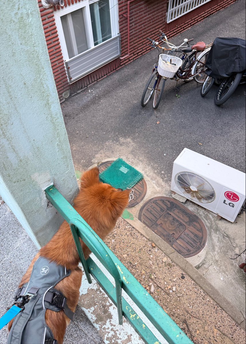 lambert078's tweet photo. 애기강아지
맨날 뭐가 그렇게 반갑고 궁금하고 기쁘고 https://t.co/VRWs888sHt