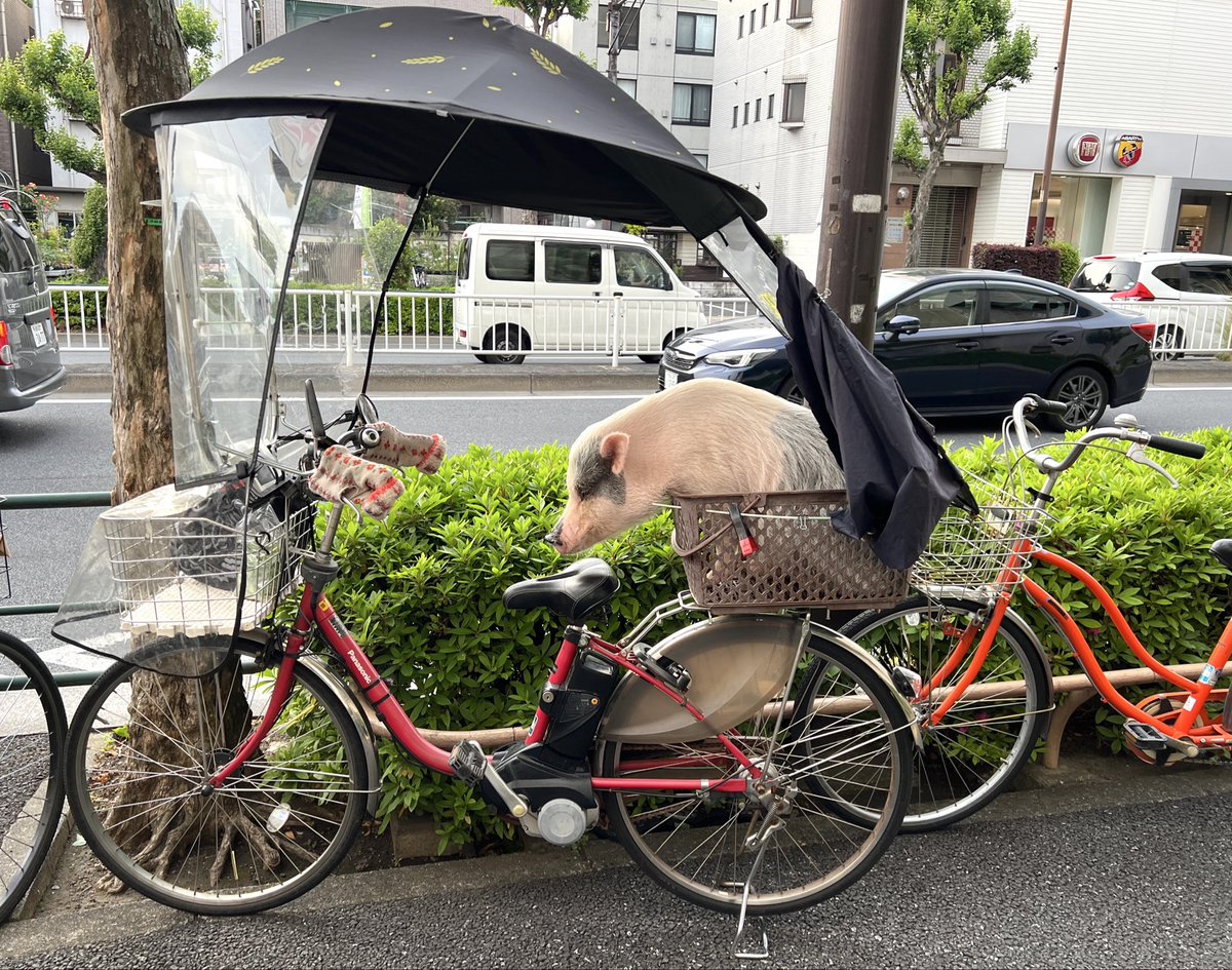 kiki_no_camera's tweet photo. SOME PIG,TERRIFIC, RADIANT, HUMBLE https://t.co/W9azDttK4q