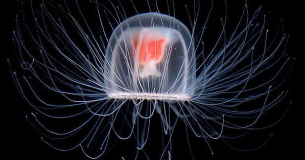 Blazethecurious's tweet photo. DID YOU KNOW??

The immortal jellyfish (Turritopsis dohrnii) is the only known creature on Earth capable of reversing its aging process indefinitely, effectively bypassing natural death from old age!

​When faced with starvation, physical damage, or extreme environmental stress, this tiny jellyfish, no bigger than a pinky fingernail, doesn't die. Instead, it sinks to the ocean floor, absorbs its own tentacles, and transforms back into a cyst-like blob.

Over a few days, this blob regenerates into a polyp colony, which then releases genetically identical cloned jellyfish to start the entire lifecycle over again. Let me explain 👇🏾👇🏾 

1. ​The Cellular Reset Process:
A. Transdifferentiation: The key to its secret is a rare cellular process where fully specialized adult cells convert into entirely different cell types (e.g., a muscle cell transforming into a nerve cell or stem cell).

B. ​Biological Immortality vs. Invincibility: While it cannot die of old age, the immortal jellyfish is not immune to everything. It can still be eaten by predators like sea turtles and large fish, or die from sudden marine diseases.

C. ​Global Infiltration: Because of its unique ability to reset its age, these jellyfish accidentally hitch rides in the ballast water of cargo ships and have quietly spread from their native Caribbean waters across oceans worldwide.

​SUMMARILY! 
​The immortal jellyfish challenges our basic understanding of biology, showing that aging is not an irreversible one-way street, but a process that can technically be rewound.

Hopefully you've learnt something new today?

The Medic Who Writes™🌚

Cheers 🥂 😅