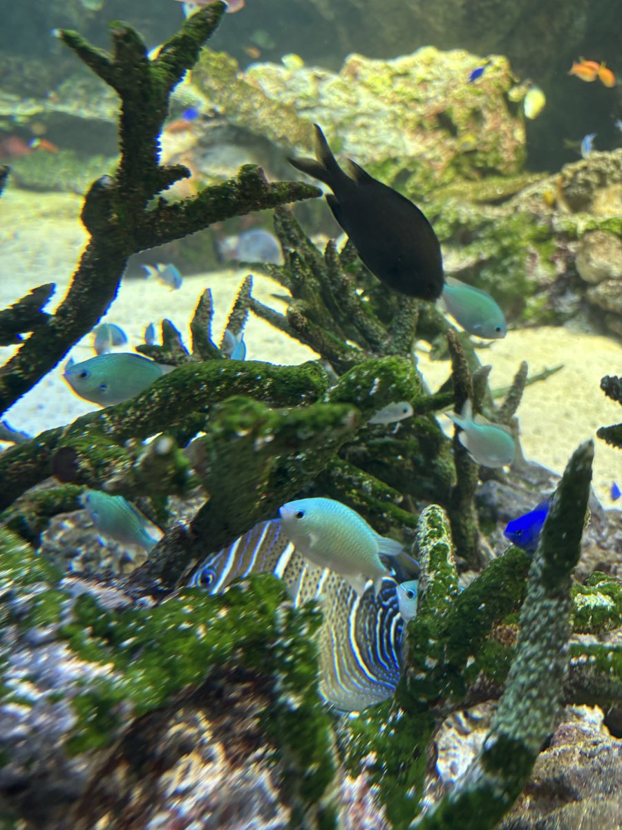 ren0x0u's tweet photo. 推し魚！可愛かった🩵 https://t.co/TF8vSD0BKe