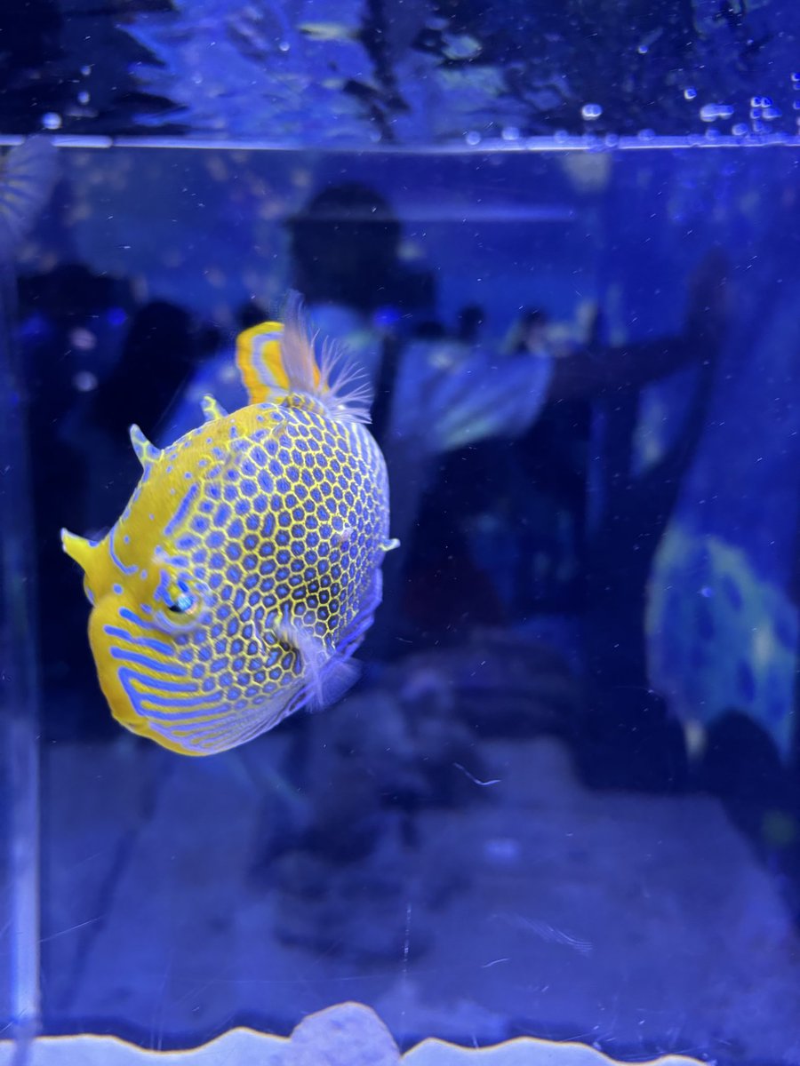 ren0x0u's tweet photo. 推し魚！可愛かった🩵 https://t.co/TF8vSD0BKe