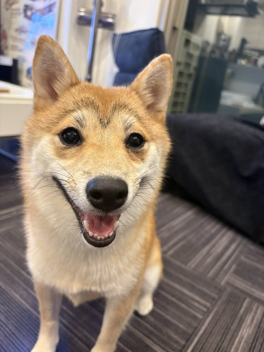sak0620's tweet photo. 両津勘吉みたいなナチュラル眉毛犬w https://t.co/I1jo35h8rJ
