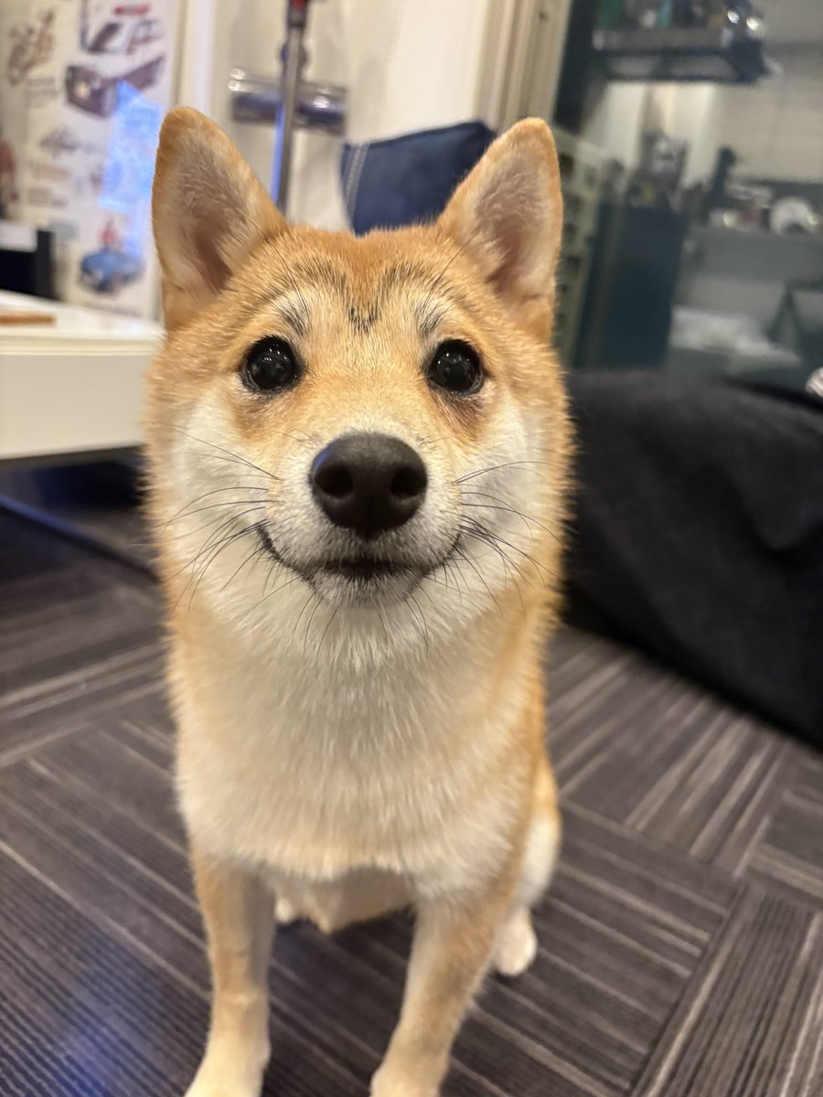 sak0620's tweet photo. 両津勘吉みたいなナチュラル眉毛犬w https://t.co/I1jo35h8rJ