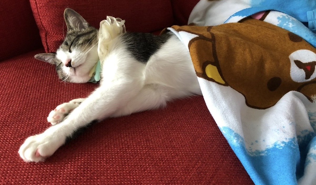 NinetailK's tweet photo. にゃーん にゃんにゃん🐾

#世界猫の日 https://t.co/NxVWfhLrK0