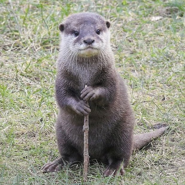AcervoCharts's tweet photo. Lontra idosa é flagrada com uma expressão de quem está relembrando os velhos tempos. https://t.co/buHFSoPMQG