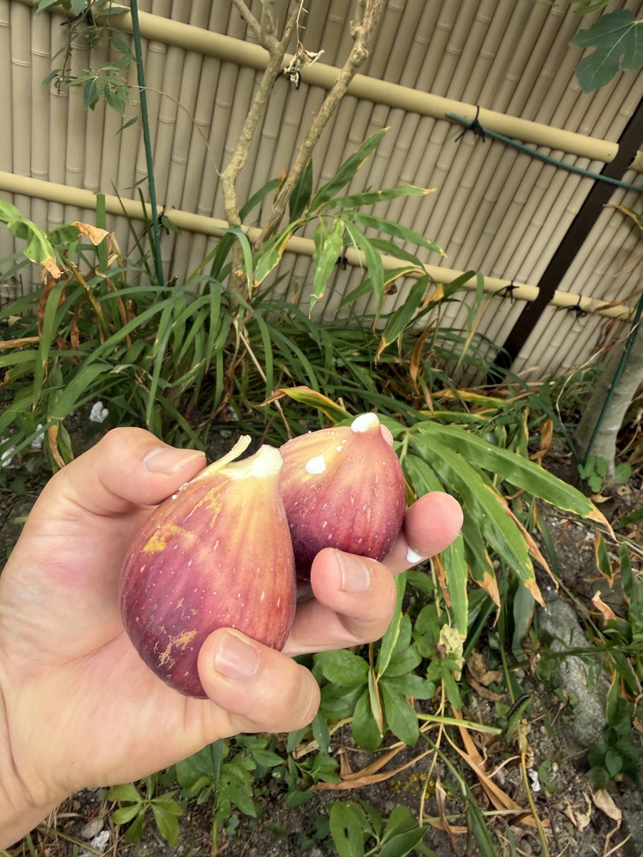 okogetoroad's tweet photo. 今年も庭のイチジクの木が実をつけ始めてた。鳥かなんかが種を運んだのか勝手に育ってた木だけど毎年結構な量、収穫出来るのでありがたい事です。 https://t.co/1SgGbsRrHg