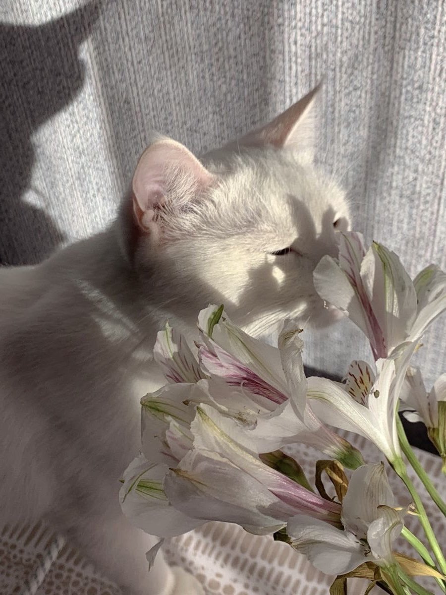 ses_cat's tweet photo. 💐 https://t.co/d2g1CZijCy