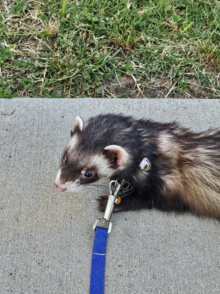 my_weasel_life's tweet photo. I had taken him to a park a little while ago and all he wanted to do was lay on the sidewalk and people watch https://t.co/OaAkFZTF0M