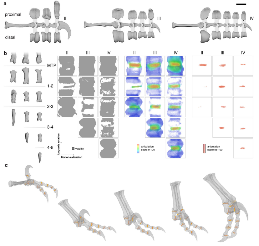 Guanlong_wucaii's tweet photo. "Articular surface interactions distinguish dinosaurian locomotor joint poses"
(Armita R. Manafzadeh, et al. 2024)

恐竜の運動姿勢と関節の相互可動
※デイノニクス（標本番号：YPM 5205）を調査
※第二趾の鎌爪"terrible claw"の運用も考察
https://t.co/HHoHYAFNFn https://t.co/DuCBP6r6dW