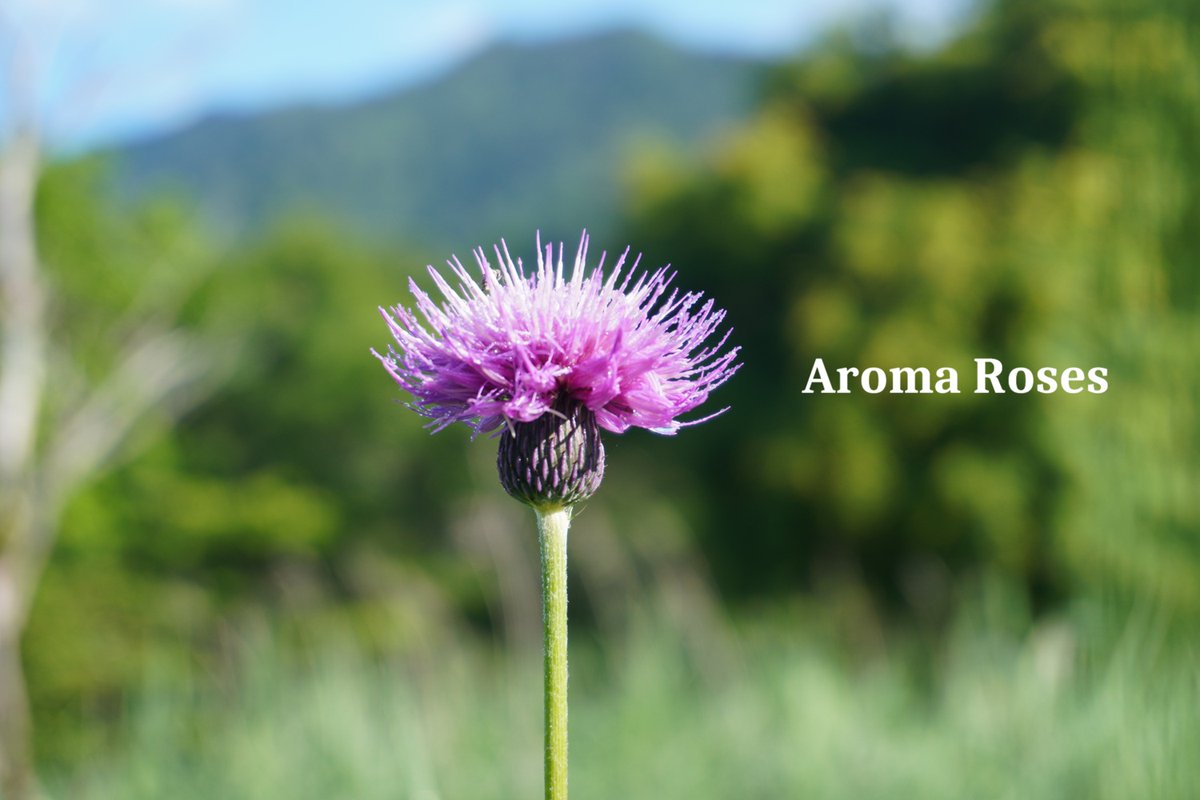 aromaroses01's tweet photo. 風あざみ　朝風そよぐ　君を待つ https://t.co/2Bqzqp02BR
