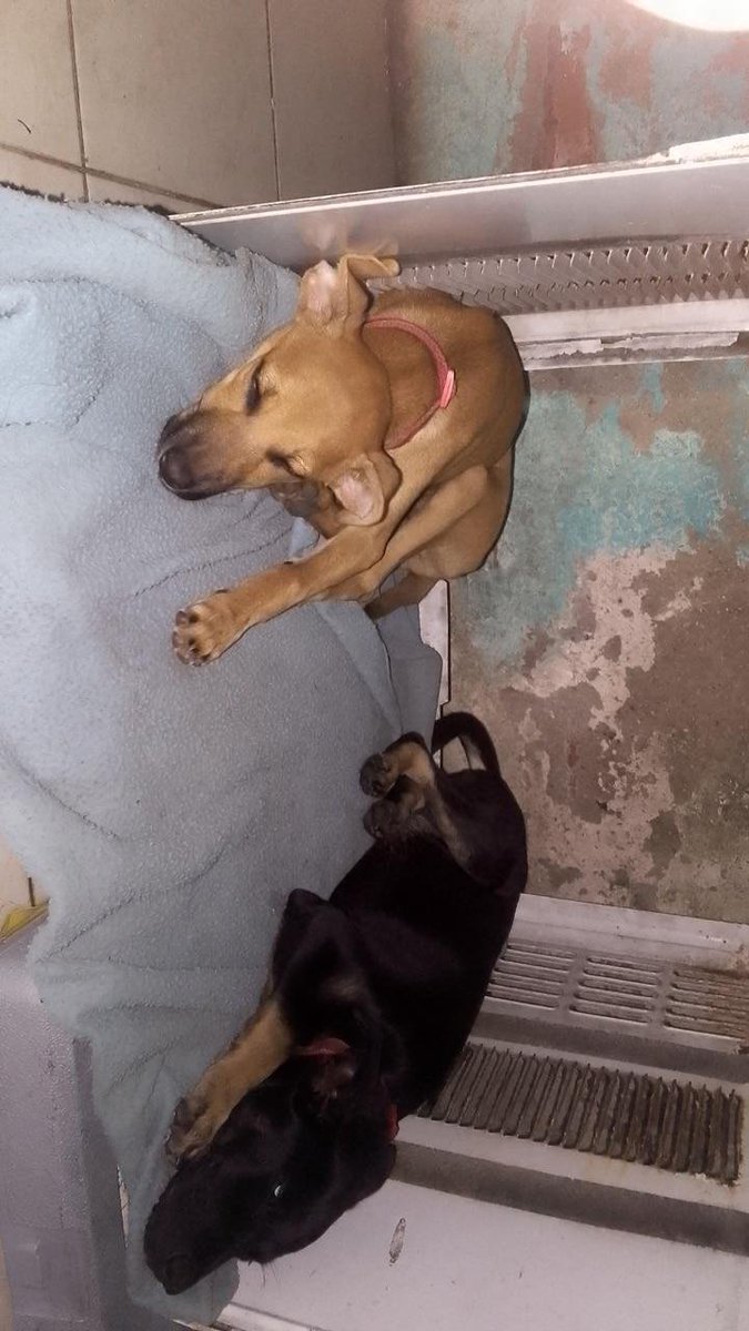 MargaritaPets's tweet photo. Solicitan apoyo con Doxiciclina para  2 cachorras. Fueron rescatadas. Su tutora pudo comprarle desparasitante y doxiciclina por 3 días, no le alcanzó para el tratamiento.Por favor si alguien tiene doxiciclinacon la que pueda colaborar.Por DM pasamos su celular  #islademargarita https://t.co/KRtBVWrcqg