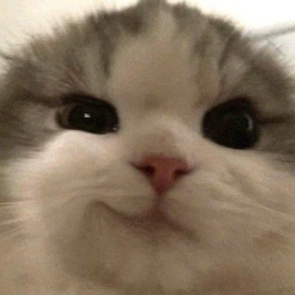 mababyjay0114's tweet photo. เหมือนกันเยยนิ 😼 https://t.co/lQIgjMO4iz