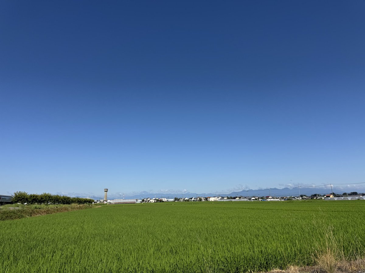 mameta_wan's tweet photo. 早朝収穫して、ネギの雑草退治‼️
しかし暑かった〜
でも、スイカ🍉🍉🍉🍉最高〜
#岩ちゃんファーム
#ケアコムファーム 
#玉村町 https://t.co/BnaTcK8sxD