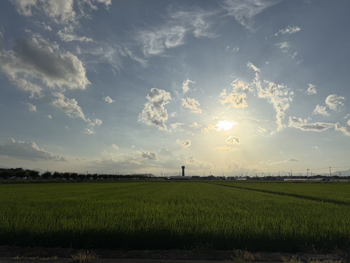 mameta_wan's tweet photo. 早朝収穫して、ネギの雑草退治‼️
しかし暑かった〜
でも、スイカ🍉🍉🍉🍉最高〜
#岩ちゃんファーム
#ケアコムファーム 
#玉村町 https://t.co/BnaTcK8sxD
