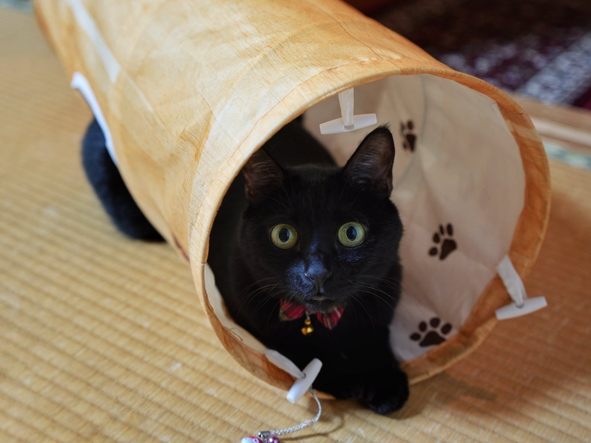 ODoraneko's tweet photo. 今日はあんずちゃんの四十九日です。

まだあんずちゃんが亡くなった
心の整理はついてませんが、
賢くてやさしい子だったので
きっと天国へ行っていると思います。

すぐにお盆になるので、
今年は行ったり来たりになるかもしれません。

来年もお盆にまた会おうね。

#猫　#黒猫　#四十九日 https://t.co/hsX1hk5pOe