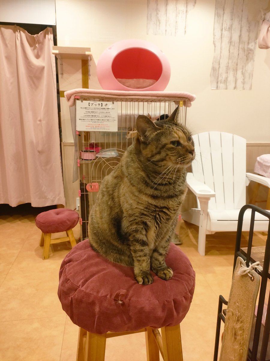 aman__0000's tweet photo. ピンちゃん椅子...
 #猫の恵庭 https://t.co/aQU4hYCq4U