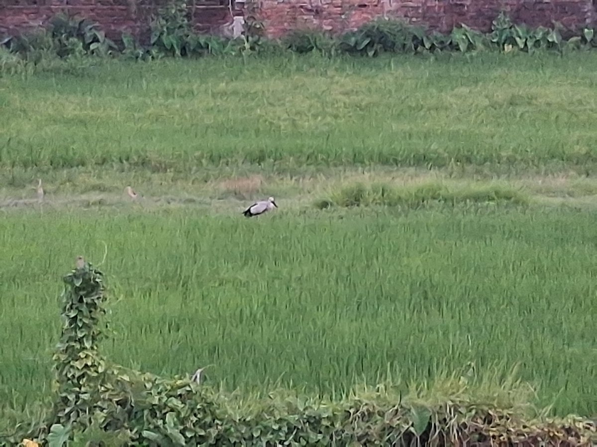 Iuskarn's tweet photo. Spotted a beautiful visitor in the rice fields today 🐦🌾 — an Asian Openbill, quietly enjoying the countryside. Nature at its best.

#AsianOpenbill #BirdWatching #BirdsOfNepal #NepalBirds #NatureLovers #WildlifeNepal #BirdPhotography #NaturePhotography #Koshi #Nepal https://t.co/hHQblcqadg