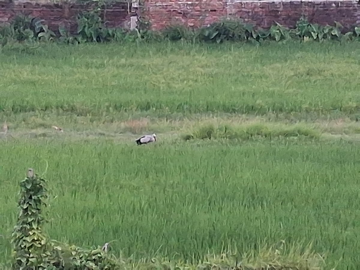 Iuskarn's tweet photo. Spotted a beautiful visitor in the rice fields today 🐦🌾 — an Asian Openbill, quietly enjoying the countryside. Nature at its best.

#AsianOpenbill #BirdWatching #BirdsOfNepal #NepalBirds #NatureLovers #WildlifeNepal #BirdPhotography #NaturePhotography #Koshi #Nepal https://t.co/hHQblcqadg