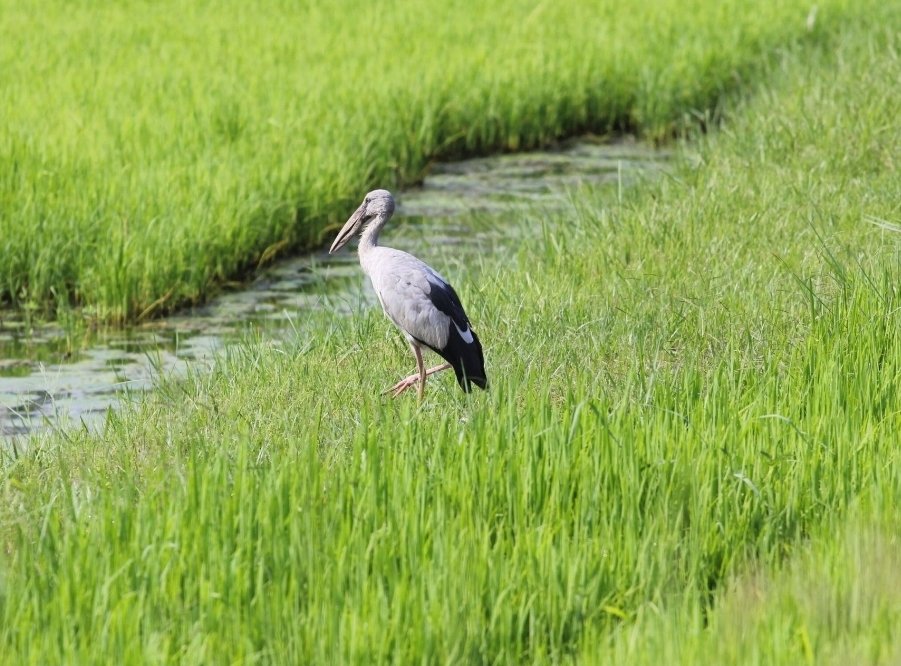 Iuskarn's tweet photo. Spotted a beautiful visitor in the rice fields today 🐦🌾 — an Asian Openbill, quietly enjoying the countryside. Nature at its best.

#AsianOpenbill #BirdWatching #BirdsOfNepal #NepalBirds #NatureLovers #WildlifeNepal #BirdPhotography #NaturePhotography #Koshi #Nepal https://t.co/hHQblcqadg